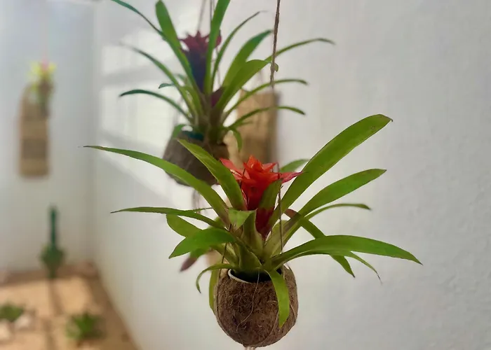 Joie De Vivre Willa Lloret de Mar