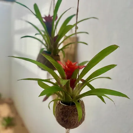 Joie De Vivre 别墅 滨海略雷特